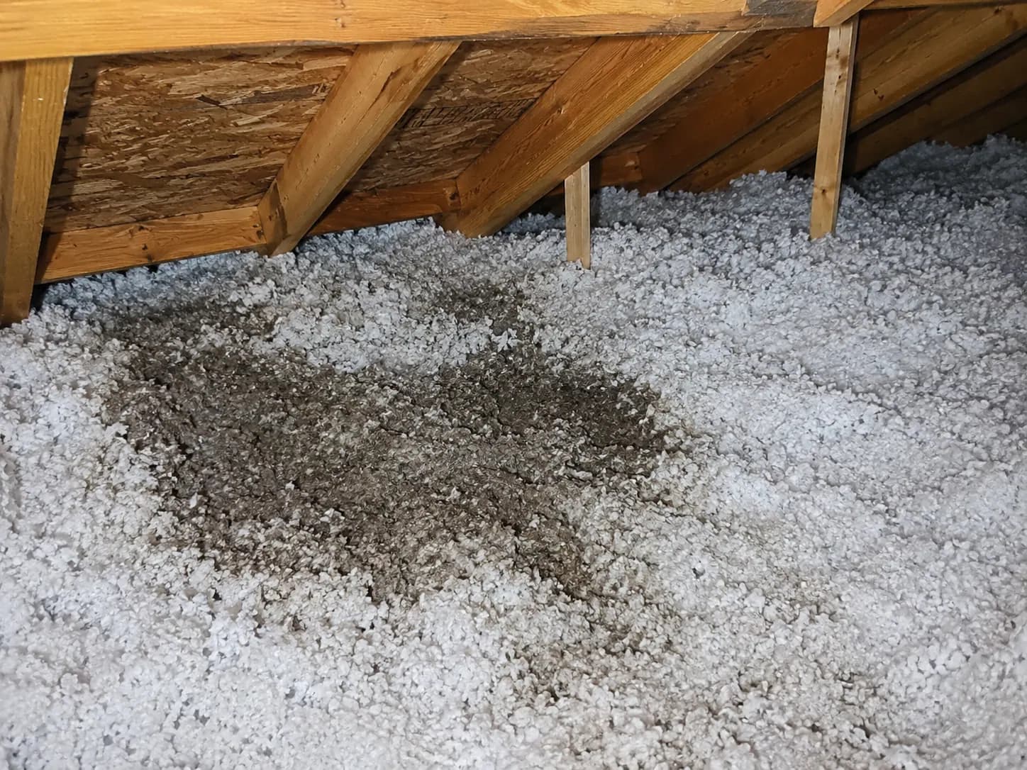 Contaminated attic insulation before removal and sanitizing