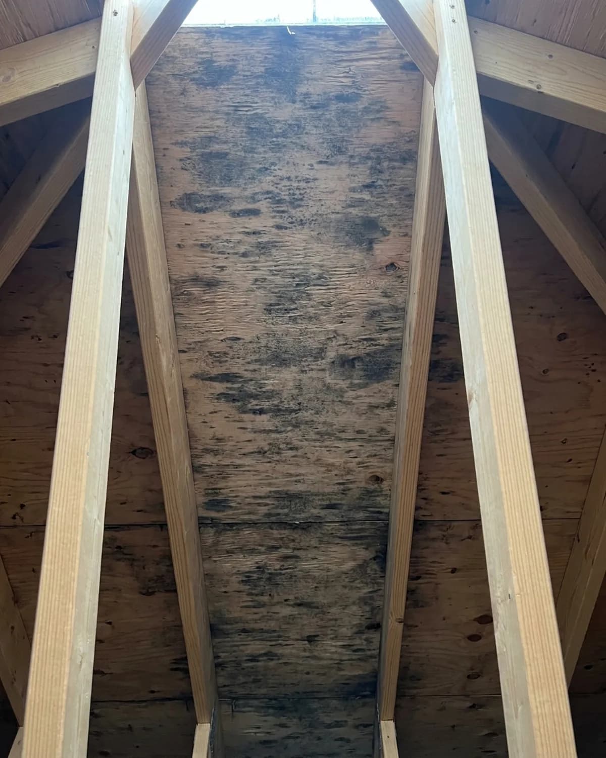 Dark staining spreading across attic roof sheathing between rafters